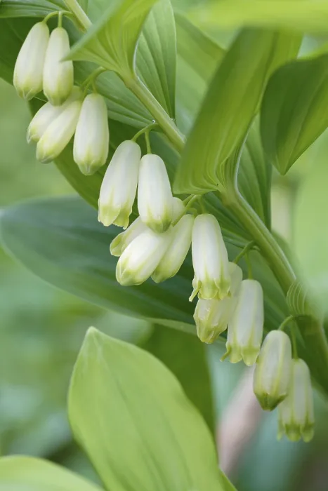 Framed Print : Solomon's Seal Print, Ennstal, Austria Framed Print : Solomon's Seal Print, Ennstal, Austria
