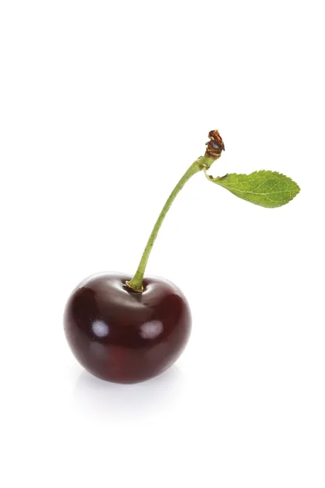Framed Print : One Sour Cherry Print Framed Print : One Sour Cherry Print