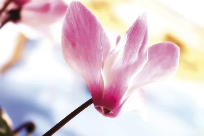 Framed Print : Cyclamen Print - Sowbreads in Bloom Framed Print : Cyclamen Print - Sowbreads in Bloom