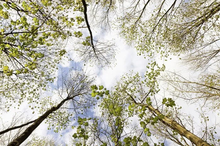 Framed Print : Sparingly Leaved Treetops in Spring Print, Germany