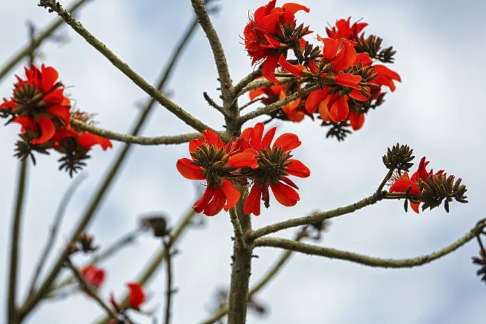 Framed Print : Spathodea campanulata Print: Red Flowers on Bare Branches Framed Print : Spathodea campanulata Print: Red Flowers on Bare Branches