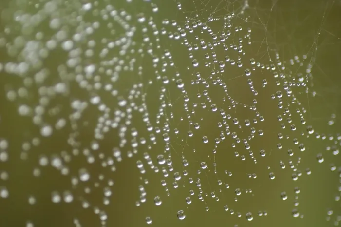 Framed Print : Spider Net with Dew Drop Print Framed Print : Spider Net with Dew Drop Print