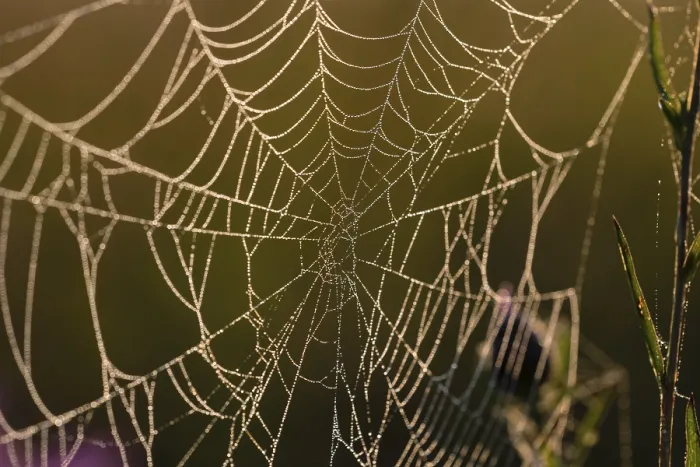 Framed Print : Spider Web in Backlight Print, Lower Saxony Framed Print : Spider Web in Backlight Print, Lower Saxony