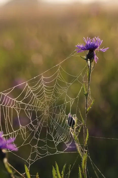 Framed Print : Spider Web Print in Backlight, Lower Saxony, Germany Framed Print : Spider Web Print in Backlight, Lower Saxony, Germany