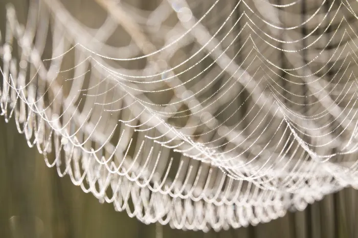 Framed Print : Spider Web with Dew Drops Print Framed Print : Spider Web with Dew Drops Print