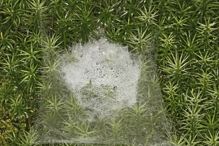 Framed Print : Spider Web in Moss Print Framed Print : Spider Web in Moss Print