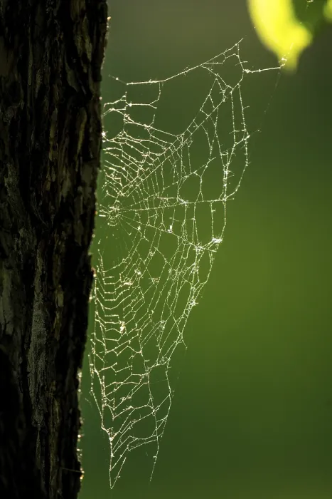 Framed Print : Spider Web Print on Oak Trunk in Backlight Framed Print : Spider Web Print on Oak Trunk in Backlight