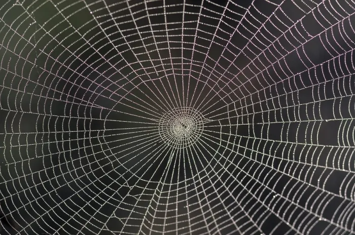 Framed Print : Spider Web with Rope Print Framed Print : Spider Web with Rope Print