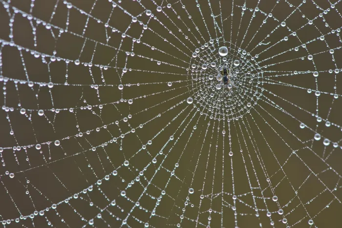 Framed Print : Spider's web with dew drops print, Emsland, Germany