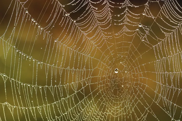 Framed Print : Spider's web with dew drops, Germany Print Framed Print : Spider's web with dew drops, Germany Print