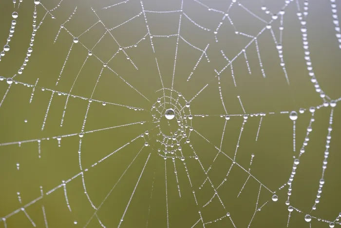 Framed Print : Spider's Web with Dewdrops Print, Moselle Region