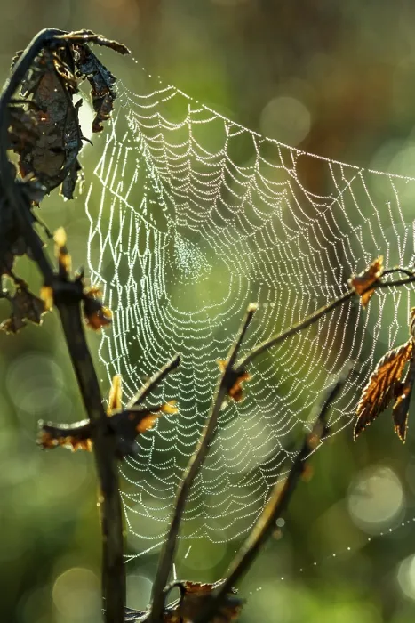 Framed Print : Spider's Web Print, Sachsenkam, Germany Framed Print : Spider's Web Print, Sachsenkam, Germany