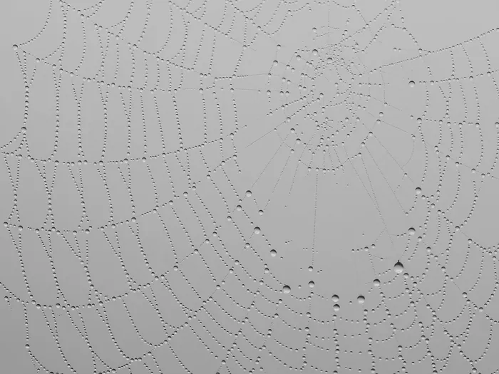 Framed Print : Spider's web with dewdrops Print, Leibnitz, Styria, Austria Framed Print : Spider's web with dewdrops Print, Leibnitz, Styria, Austria