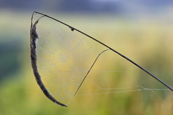 Framed Print : Print of Spider's Web with Dewdrops on Grass Against Light Framed Print : Print of Spider's Web with Dewdrops on Grass Against Light