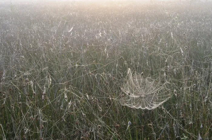 Framed Print : Spiderweb in the Bog Print Framed Print : Spiderweb in the Bog Print