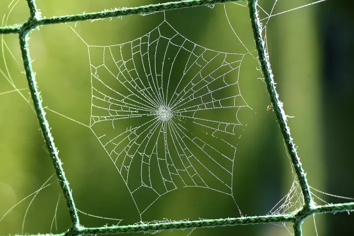 Framed Print : Spiderweb with Water Drops Print Framed Print : Spiderweb with Water Drops Print