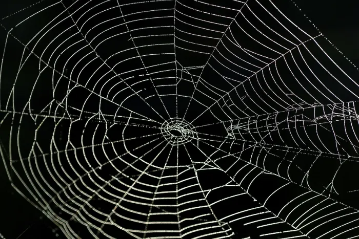Framed Print : Spiderweb with Water Drops Print Framed Print : Spiderweb with Water Drops Print
