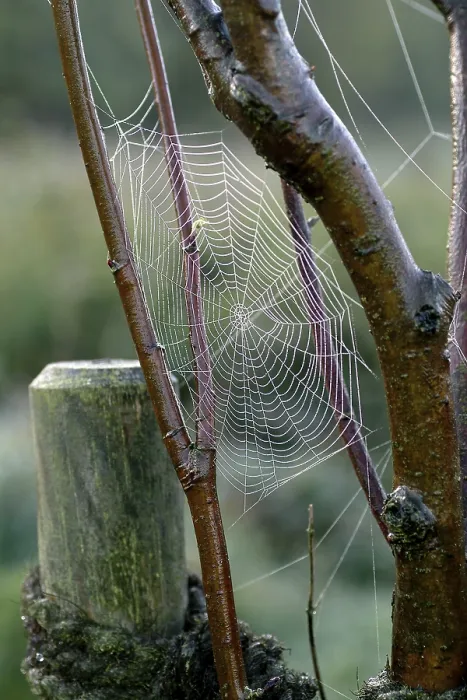 Framed Print : Spiderweb with Water Drops Print Framed Print : Spiderweb with Water Drops Print