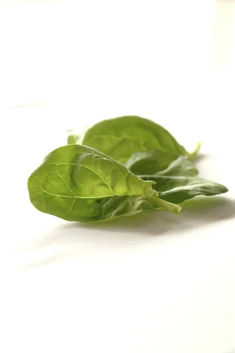 Framed Print : Spinach Print - Fresh Leafy Greens Framed Print : Spinach Print - Fresh Leafy Greens