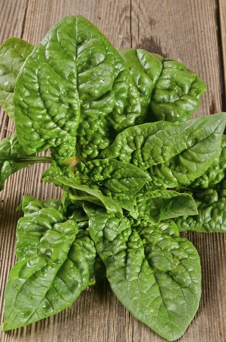 Framed Print : Spinach Print, Fresh Leafy Greens Framed Print : Spinach Print, Fresh Leafy Greens