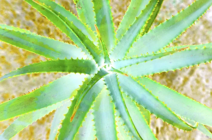 Framed Print : Spine Cactus Print Framed Print : Spine Cactus Print