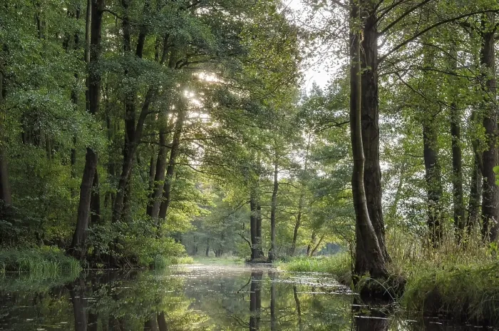 Framed Print : Spreewald Print from imageBROKER Framed Print : Spreewald Print from imageBROKER