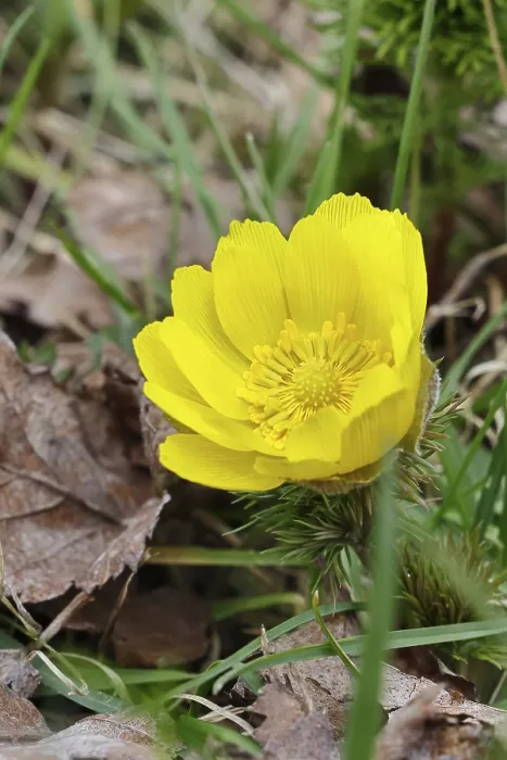 Framed Print : Spring Adonis Print, Early Blooming Meadow Flower Framed Print : Spring Adonis Print, Early Blooming Meadow Flower