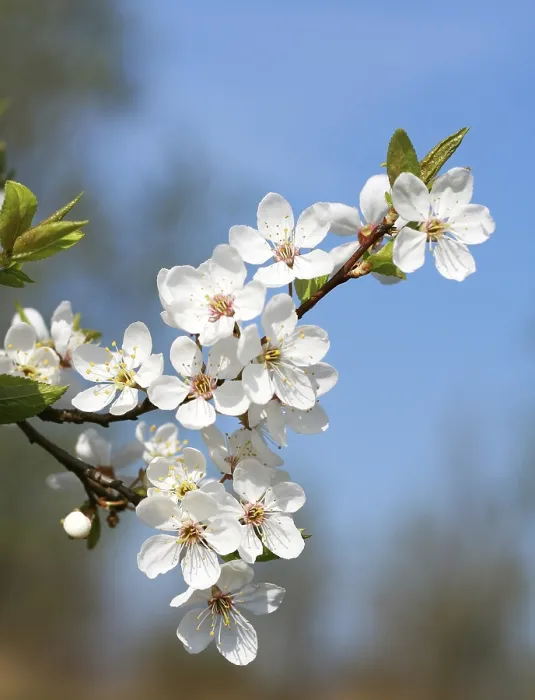 Framed Print : Spring Blossom Print
