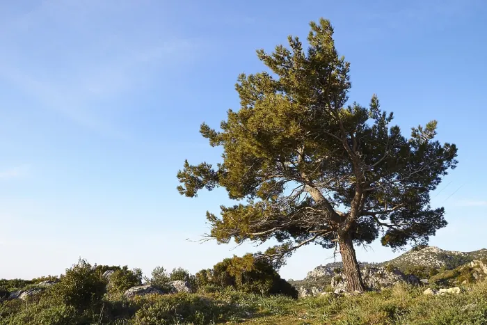 Framed Print : Spring in Crete, Pine Landscape Print