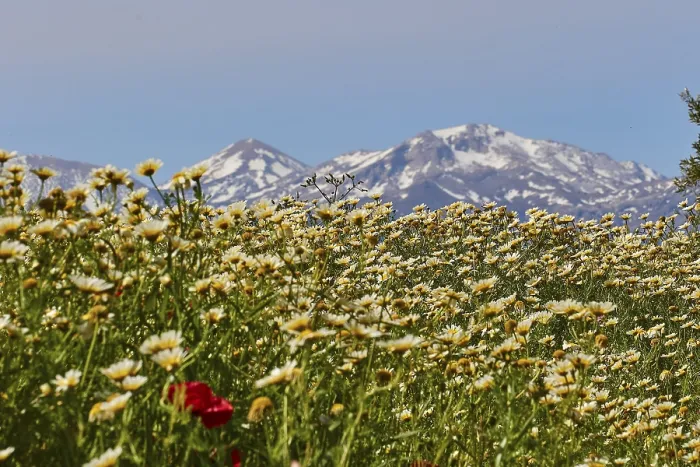 Framed Print : Spring in Crete: Print of Lefka Ori Mountains