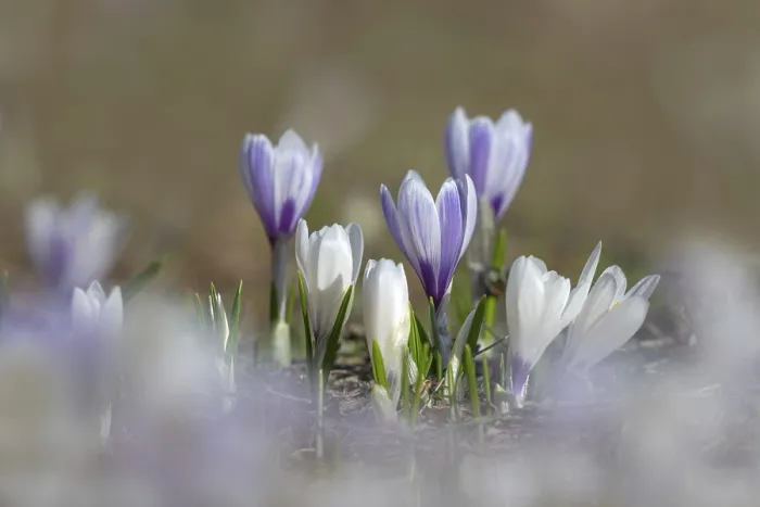 Framed Print : Spring Crocus (Crocus albiflorus) Print, Loassattel, Austria Framed Print : Spring Crocus (Crocus albiflorus) Print, Loassattel, Austria