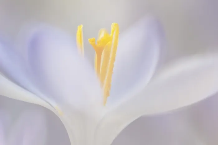 Framed Print : Spring Crocus (Crocus vernus) Print Framed Print : Spring Crocus (Crocus vernus) Print