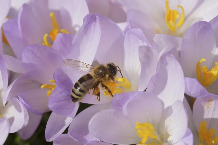 Framed Print : Spring Crocus (Crocus vernus), Bee Print Framed Print : Spring Crocus (Crocus vernus), Bee Print
