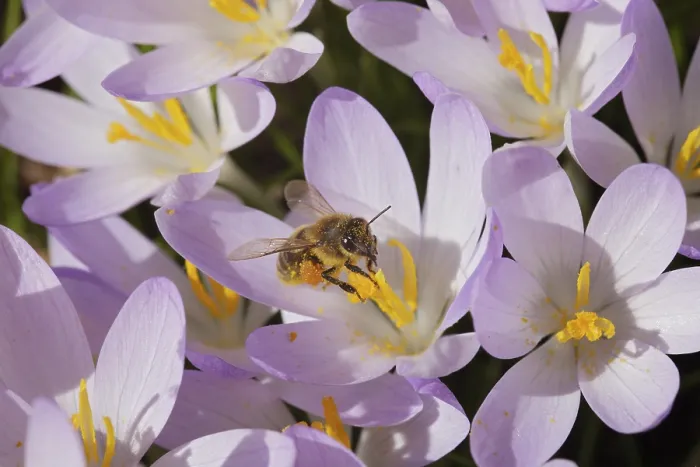 Framed Print : Spring Crocus (Crocus vernus), Bee Print