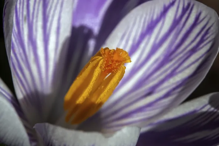 Framed Print : Spring Crocus (Crocus vernus) Print, Macro Photograph Framed Print : Spring Crocus (Crocus vernus) Print, Macro Photograph