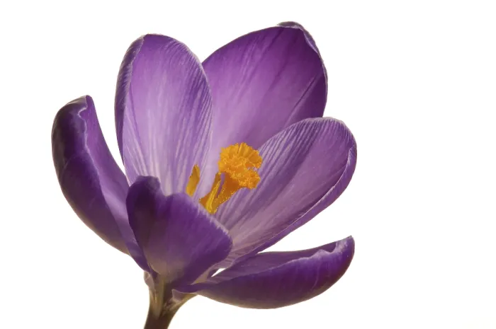 Framed Print : Spring Crocus Print (Crocus vernus hyb.)