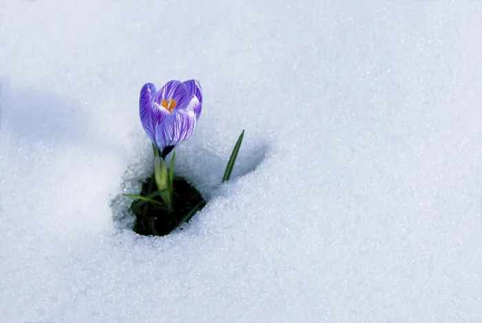 Framed Print : Spring Crocus (Crocus vernus) Print in Snow, Munich Framed Print : Spring Crocus (Crocus vernus) Print in Snow, Munich