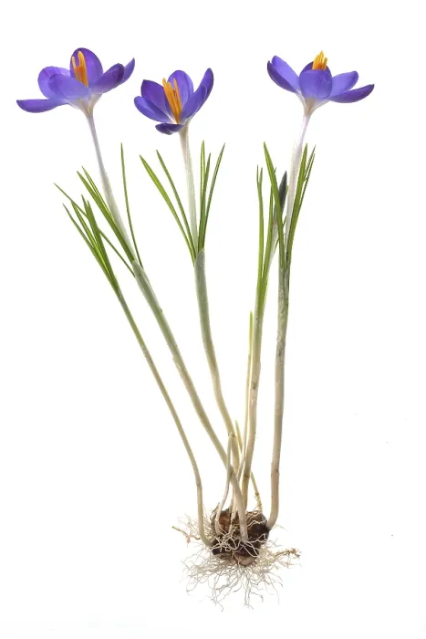Framed Print : Spring Crocus (Crocus vernus) Print, Germany Framed Print : Spring Crocus (Crocus vernus) Print, Germany