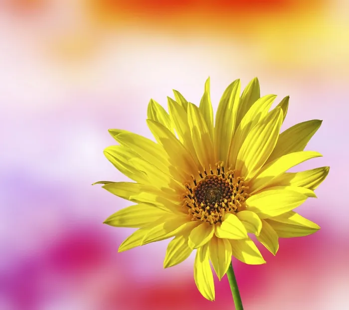 Framed Print : Spring Flower Print Framed Print : Spring Flower Print