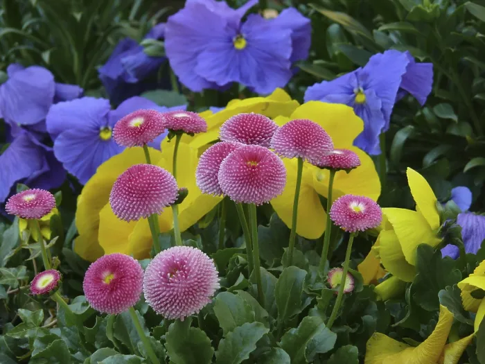 Framed Print : Spring Flowers Print - Vibrant Blooms Framed Print : Spring Flowers Print - Vibrant Blooms