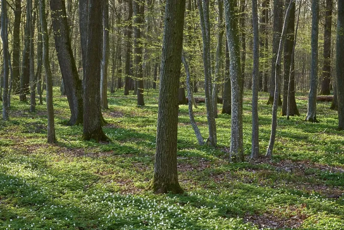 Framed Print : Spring Forest Print - Gunzenhausen, Bavaria, Germany Framed Print : Spring Forest Print - Gunzenhausen, Bavaria, Germany
