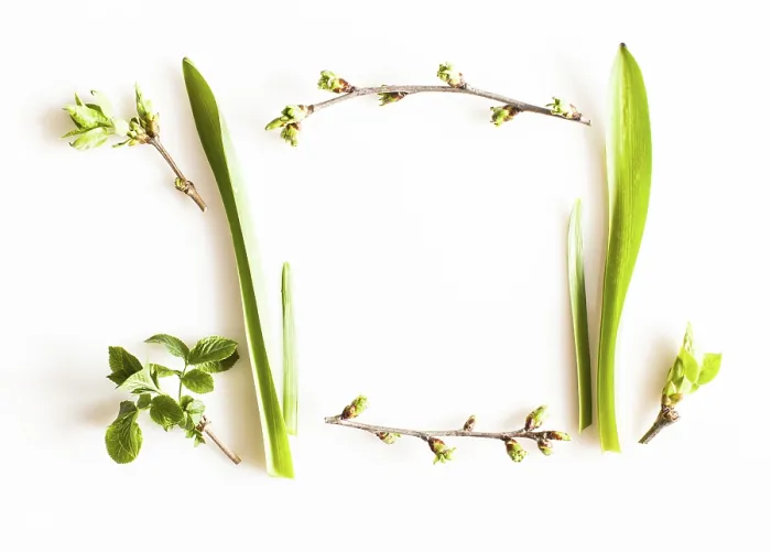 Framed Print : Spring Greenery Print on White Background Framed Print : Spring Greenery Print on White Background