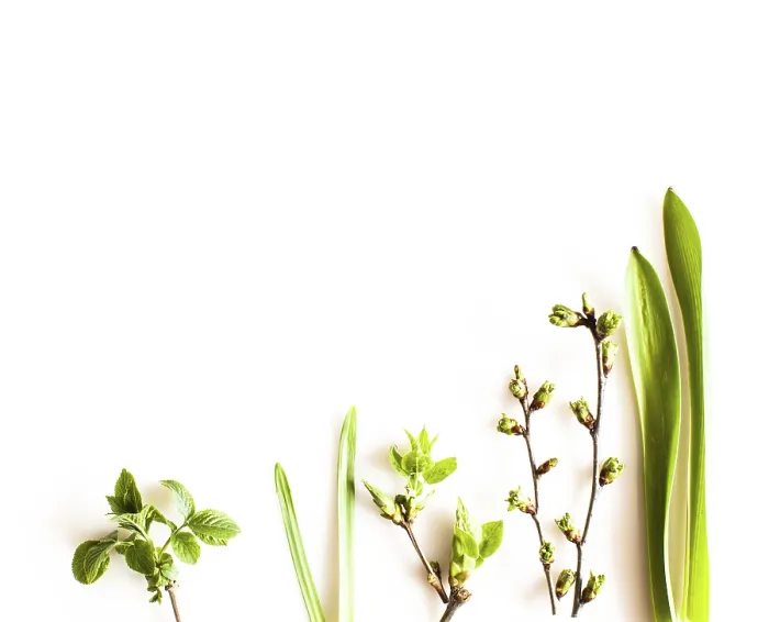 Framed Print : Spring Greenery Print on White Background