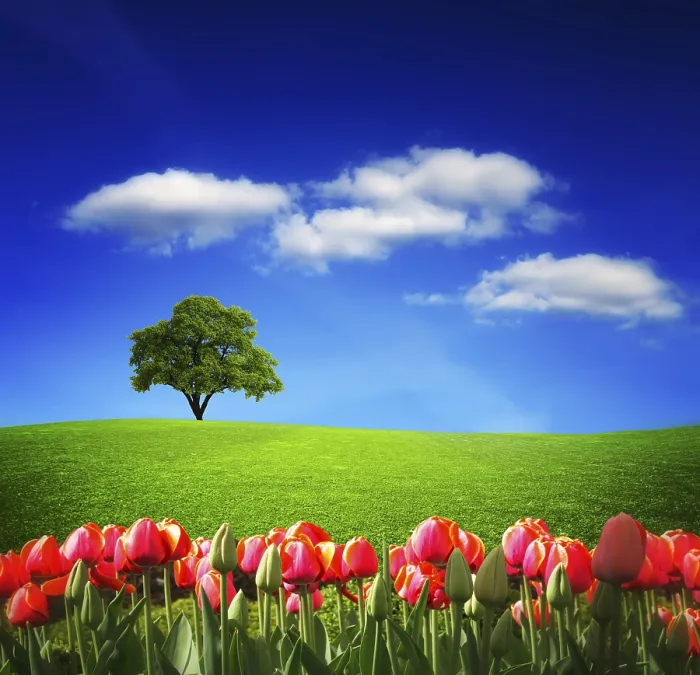 Framed Print : Spring Landscape Print - Vibrant Floral Scene Framed Print : Spring Landscape Print - Vibrant Floral Scene