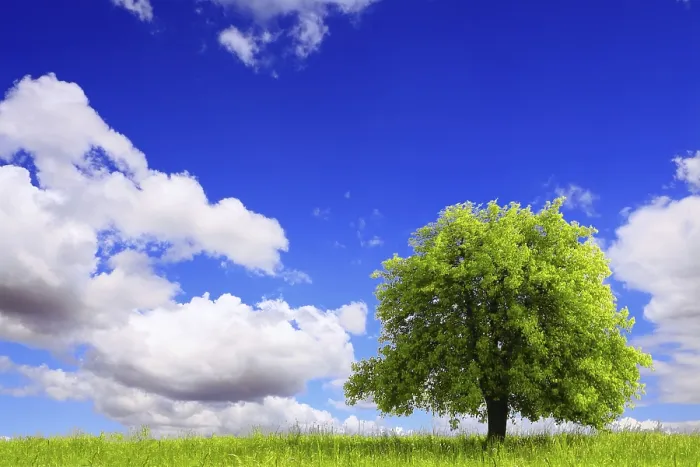 Framed Print : Spring Landscape with Green Tree Print Framed Print : Spring Landscape with Green Tree Print
