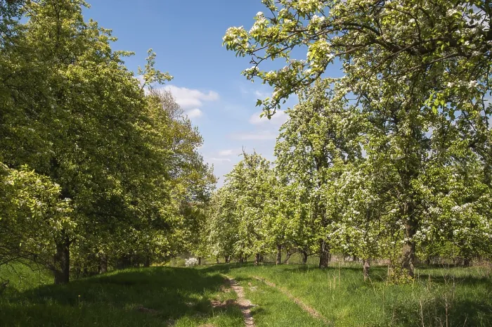 Framed Print : Spring Landscape Print: Orchard in Bloom Framed Print : Spring Landscape Print: Orchard in Bloom