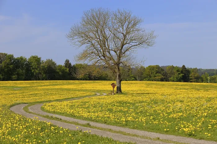Framed Print : Aitrang Spring Meadow Print, Bavaria, Germany Framed Print : Aitrang Spring Meadow Print, Bavaria, Germany