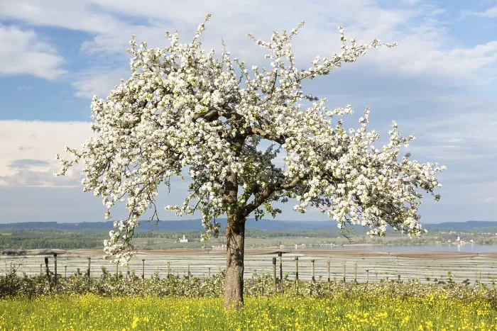 Framed Print : Spring Mood Print, Lake Constance, Germany Framed Print : Spring Mood Print, Lake Constance, Germany