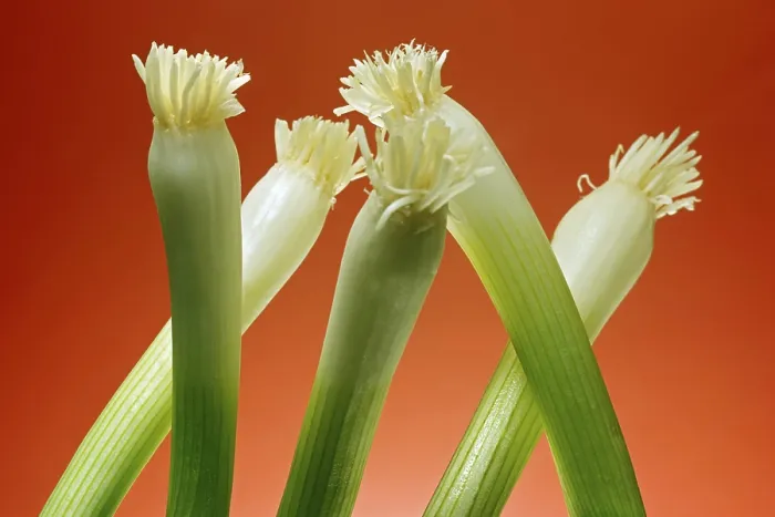 Framed Print : Spring Onions Print by ImageBROKER Framed Print : Spring Onions Print by ImageBROKER