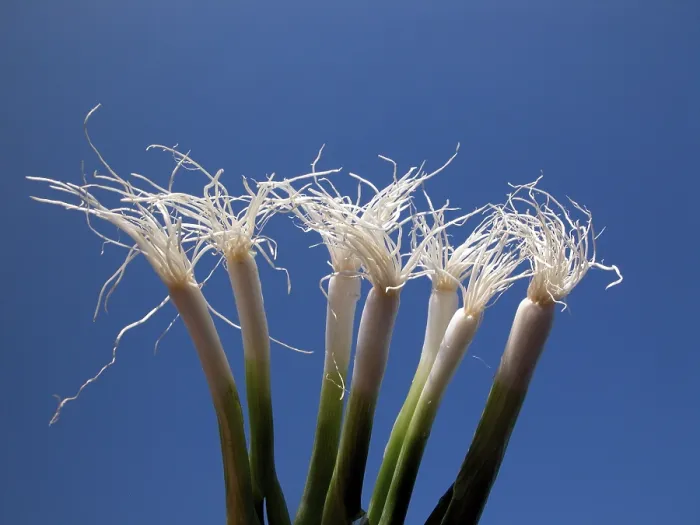 Framed Print : Spring Onions Print - Fresh Produce Framed Print : Spring Onions Print - Fresh Produce